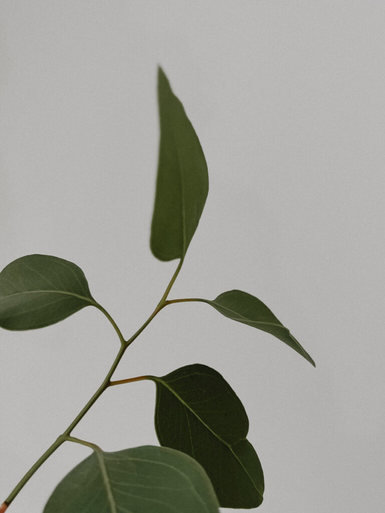 Minimalist photography of a eucalyptus leaf